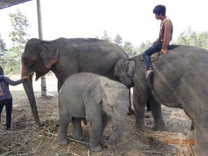 baby opt 300x225 Mahout training in northern Thailand