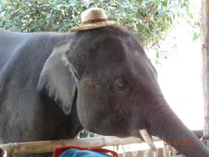 boon opt 300x225 Mahout training in northern Thailand