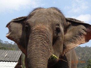 ears opt 300x225 Mahout training in northern Thailand