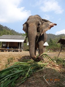 eat opt 225x300 Mahout training in northern Thailand