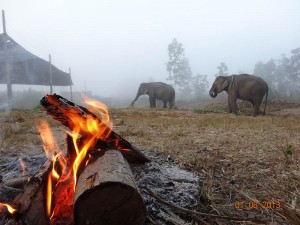 fire2 opt 300x225 Mahout training in northern Thailand