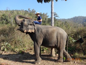 trek opt 300x225 Mahout training in northern Thailand