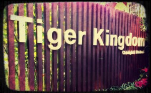 kingdom 300x186 Dont mess with sleeping tigers